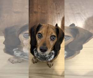 Beagle-Unknown Mix Dogs for adoption in Bedford, VA, USA