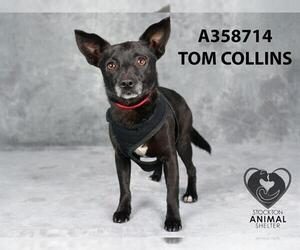 Chihuahua-Unknown Mix Dogs for adoption in Stockton, CA, USA