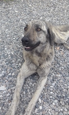 Anatolian Shepherd-Labrador Retriever Mix Dogs for adoption in Peoria, IL, USA