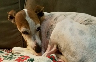 Italian Greyhound Dogs for adoption in Lawrence, KS, USA