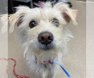 Cairn Terrier-Unknown Mix Dogs for adoption in Aurora, CO, USA