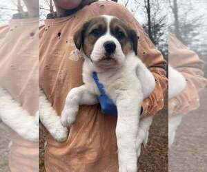 Border Collie-Unknown Mix Dogs for adoption in New York, NY, USA