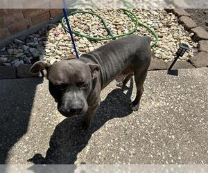 American Pit Bull Terrier Dogs for adoption in Houston, TX, USA