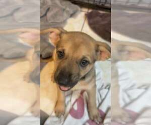 Mutt Dogs for adoption in Pompano Beach , FL, USA
