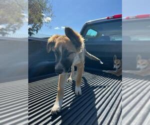 German Shepherd Dog Dogs for adoption in Stockton, CA, USA