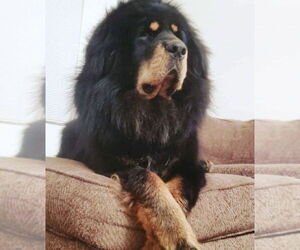 Tibetan Mastiff Dogs for adoption in Dana Point, CA, USA