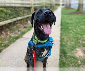 Plott Hound-Unknown Mix Dogs for adoption in Silver Spring, MD, USA