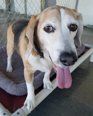 Beagle Dogs for adoption in Ventura, CA, USA