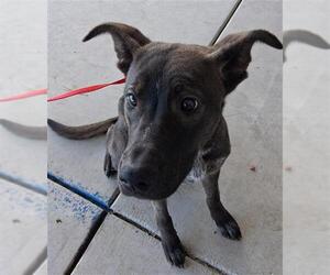 Mutt Dogs for adoption in Bakersfield, CA, USA