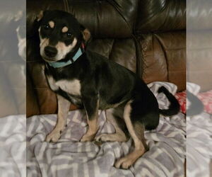 Labrador Retriever-Unknown Mix Dogs for adoption in San Antonio, TX, USA