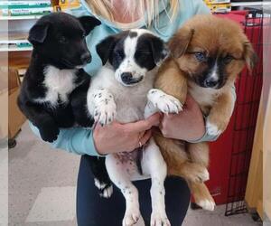 Pomeranian-Unknown Mix Dogs for adoption in Palatine/Kildeer/Buffalo grove, IL, USA