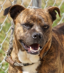 Bull-Boxer Dogs for adoption in Toccoa, GA, USA