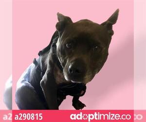 Staffordshire Bull Terrier Dogs for adoption in Stockton, CA, USA