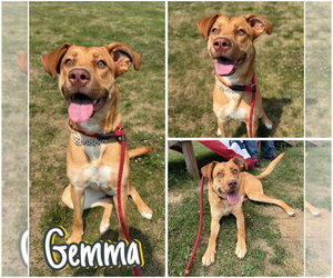 American Staffordshire Terrier-Unknown Mix Dogs for adoption in Pierceton , IN, USA