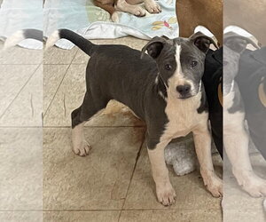 Catahoula Leopard Dog-Unknown Mix Dogs for adoption in Social Circle, GA, USA