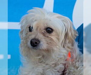 Poodle (Toy) Dogs for adoption in Salinas, CA, USA