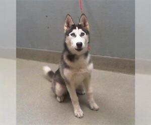 Siberian Husky-Unknown Mix Dogs for adoption in Las Vegas, NV, USA