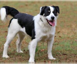 Australian Mountain Dog Dogs for adoption in Eureka Springs, AR, USA
