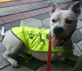 American Bulldog Dogs for adoption in DeLand, FL, USA