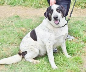 great pyrenees pointer mix