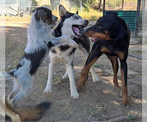 Doberman Pinscher Dogs for adoption in Peralta, NM, USA