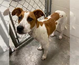 Beagle Dogs for adoption in Rosenberg, TX, USA