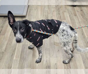 Mutt Dogs for adoption in Minneapolis, MN, USA