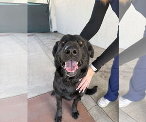 Labrador Retriever-Unknown Mix Dogs for adoption in San Diego, CA, USA