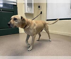Labrador Retriever-Unknown Mix Dogs for adoption in Pasadena, CA, USA
