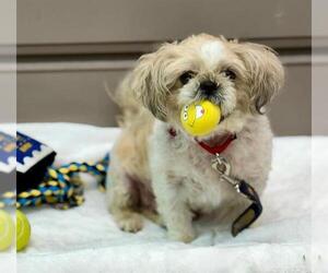 Shih Tzu Dogs for adoption in Boston, MA, USA
