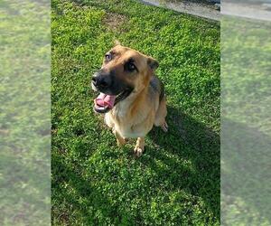 German Shepherd Dog Dogs for adoption in Corpus Christi, TX, USA