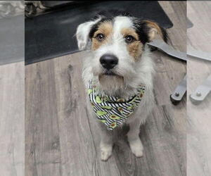 Mutt Dogs for adoption in Kankakee, IL, USA