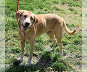 Labrador Retriever Dogs for adoption in Cochise, AZ, USA