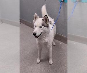 Siberian Husky-Unknown Mix Dogs for adoption in Las Vegas, NV, USA