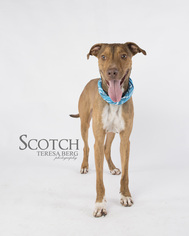 Great Dane-Pharaoh Hound Mix Dogs for adoption in Dallas, TX, USA