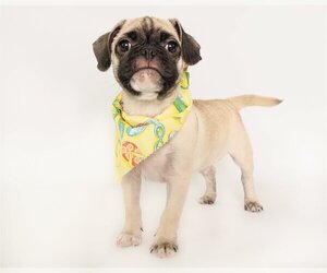 Frenchie Pug Dogs for adoption in phoenix, AZ, USA