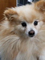 Pomeranian Dogs for adoption in Benson, MN, USA