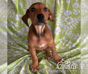 Pointer-Unknown Mix Dogs for adoption in Irvine, CA, USA