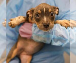 American Staffordshire Terrier Dogs for adoption in San Antonio, TX, USA
