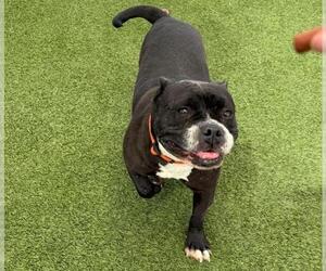 American Pit Bull Terrier-Bulldog Mix Dogs for adoption in Las Vegas, NV, USA