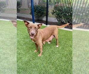 American Pit Bull Terrier Dogs for adoption in Baytown, TX, USA