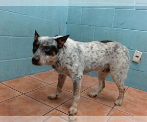 Mutt Dogs for adoption in Downey, CA, USA