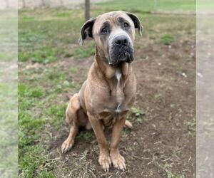 Bullmastiff Dogs for adoption in Modesto, CA, USA