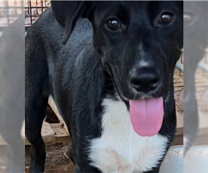 Labrador Retriever-Unknown Mix Dogs for adoption in Lake Forest, CA, USA