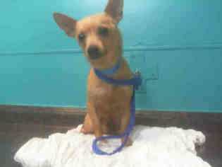 Chihuahua Dogs for adoption in Las Vegas, NV, USA