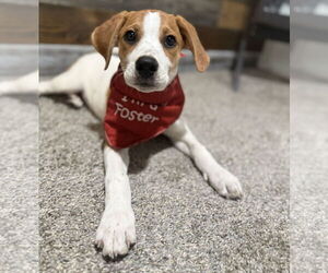 Beagle-Unknown Mix Dogs for adoption in Princeton, MN, USA