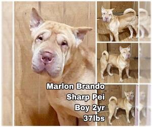 Chinese Shar-Pei Dogs for adoption in Seattle, WA, USA
