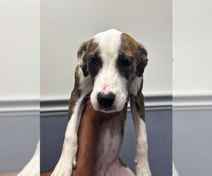 Mutt Dogs for adoption in Hilton Head, SC, USA