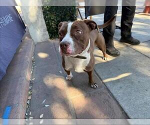 American Pit Bull Terrier Dogs for adoption in Pasadena, CA, USA