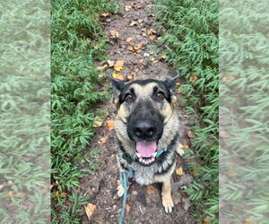 German Shepherd Dog Dogs for adoption in Mt. Airy, MD, USA